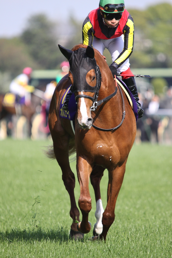 第71回 皐月賞: Dream In Turf Side
