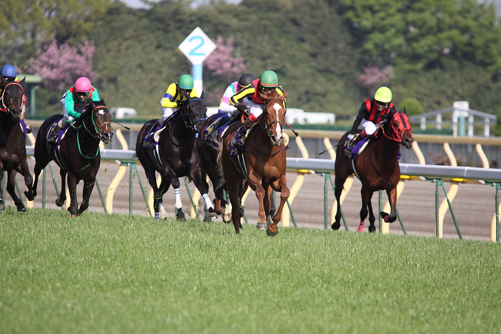 第71回 皐月賞: Dream In Turf Side