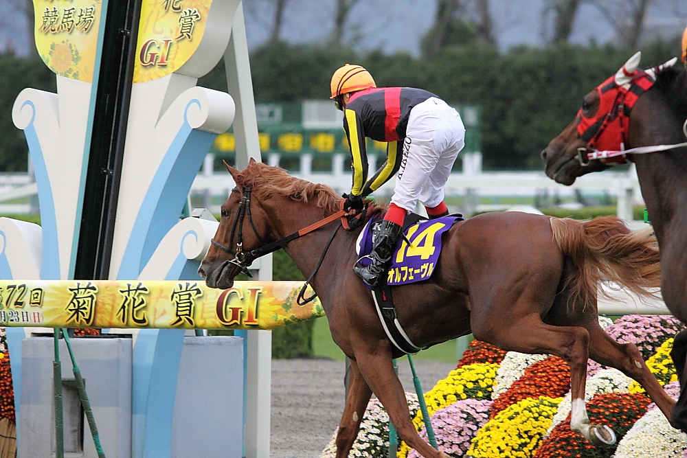 第72回菊花賞（オルフェーヴル・3冠）: Dream In Turf Side